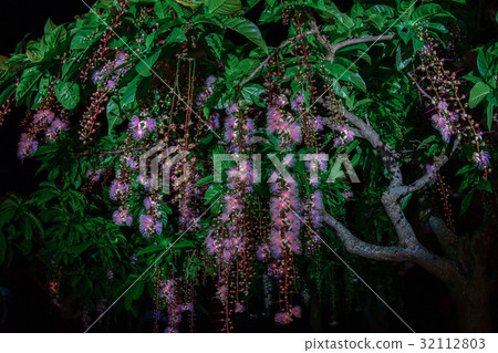 玉蕊 玉蕊 32112803