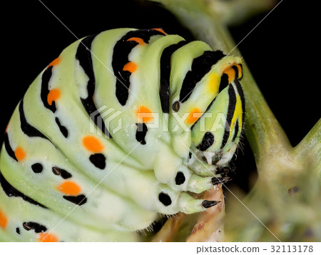 A closeup of a beautiful Machaon caterpillar 32113178