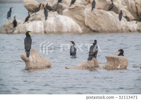 Cormorant 32113471