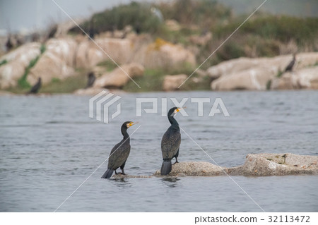 Cormorant 32113472