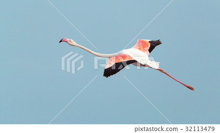 Pink flamingo Pink flamingo 32113479