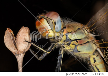 A close-up of a beautiful dragonfly 32113480