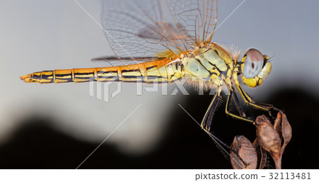 A close-up of a beautiful dragonfly 32113481