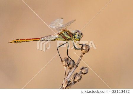 A close-up of a beautiful dragonfly 32113482