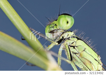 Ischnura genei damsefly 32113492