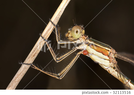 close-up portrait of a beautiful damselfly 32113516