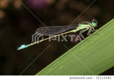 A closeup of a beautiful damselfly 32113585