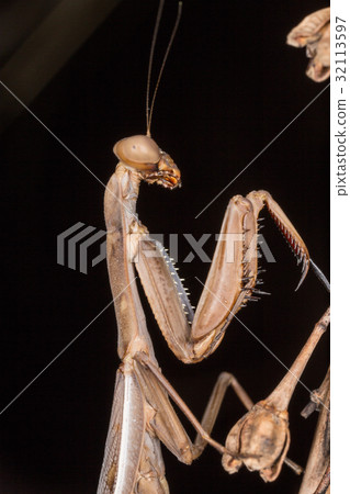 A close-up portrait of a mantis 32113597