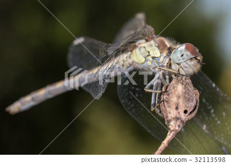 A close-up of a beautiful dragonfly 32113598