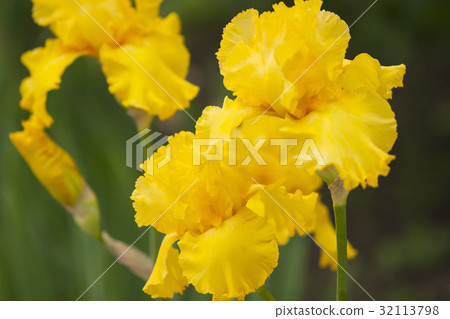 German iris German iris 32113798