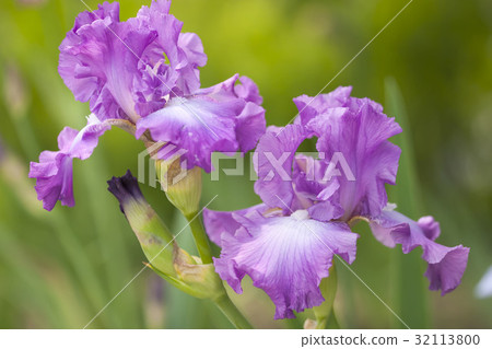 German iris German iris 32113800