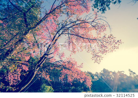 Nature background of beautiful of tree cherry pink 32114525