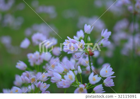 百子蓮 百子蓮 32115091