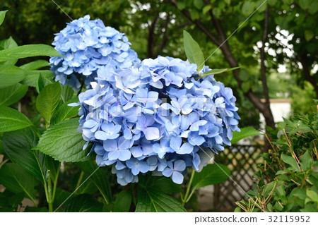 Hydrangea Hydrangea 32115952