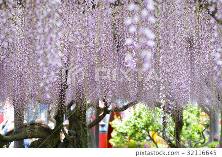 [Famous place of wisteria] Kameido Ten Shrine (Wisteria Festival) 32116645