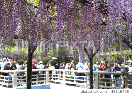 [Famous place of wisteria] Kameido Ten Shrine (Wisteria Festival) 32116798