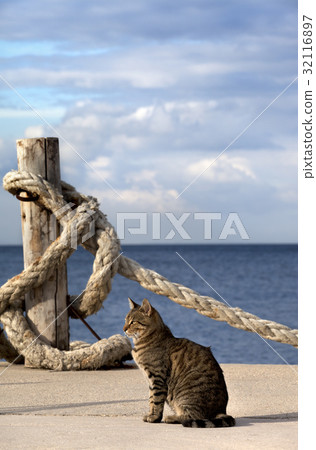 Port cat and rope on seafront in sun summer day 32116897