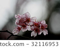 透明櫻花 32116953