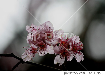 Transparent cherry blossom 32116953