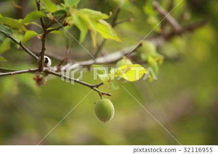 Plum knot green fruit 32116955