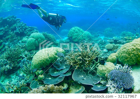潛水員和珊瑚礁 32117967