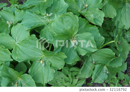 The elderly grass Enireiwa flower language is "beautiful beauty" 32118792