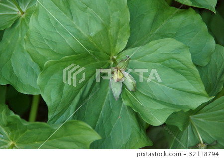 The elderly grass Enireiwa flower language is "beautiful beauty" 32118794