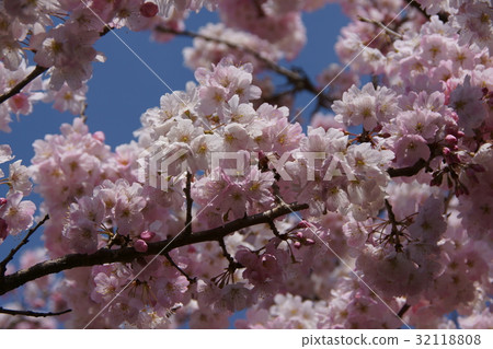 椿櫻花花語言是“反复無常” 椿櫻花花語言是“反复無常” 32118808