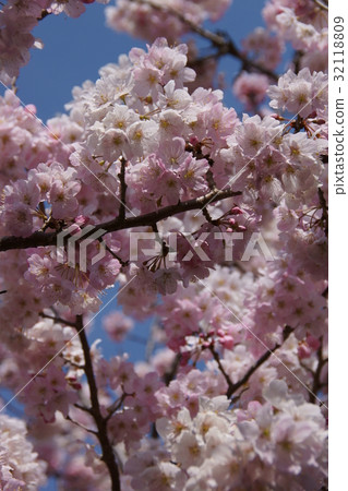 椿櫻花花語言是“反复無常” 32118809