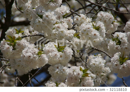 雙花白色花語言是“良好的教育” 雙花白色花語言是“良好的教育” 32118810