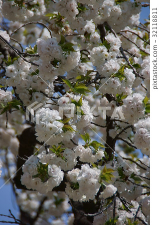 雙花白色花語言是“良好的教育” 32118811