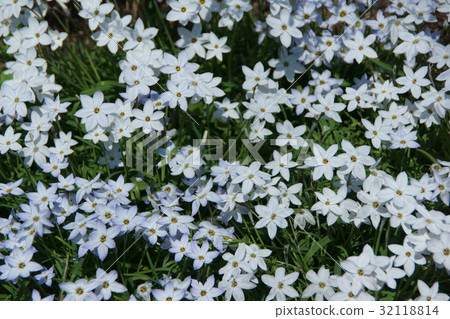 Hanami Hananira“希望明星” Hanami Hananira“希望明星” 32118814