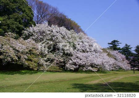 Cherry blossom square 32118820