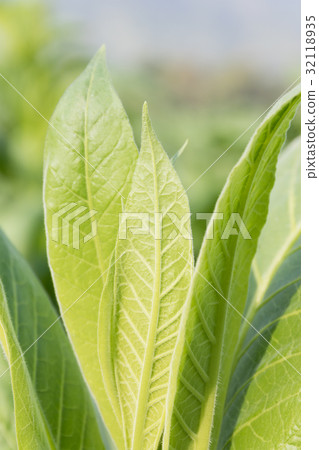 Nicotiana tabacum herbaceous plant Nicotiana tabacum herbaceous plant 32118935