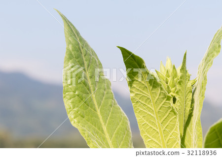 Nicotiana tabacum herbaceous plant Nicotiana tabacum herbaceous plant 32118936
