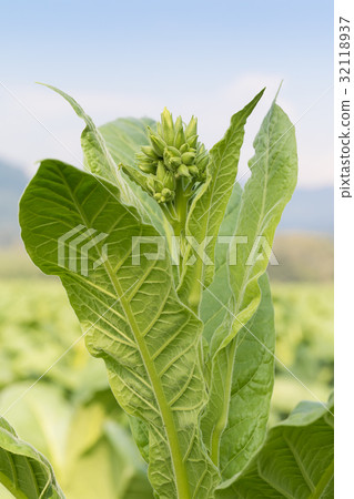 Nicotiana tabacum herbaceous plant Nicotiana tabacum herbaceous plant 32118937