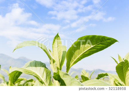 Nicotiana tabacum herbaceous plant Nicotiana tabacum herbaceous plant 32118938