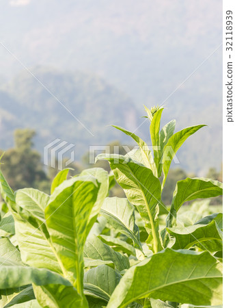 Nicotiana tabacum  herbaceous plant 32118939