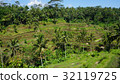 balinese rice field early morning 32119725