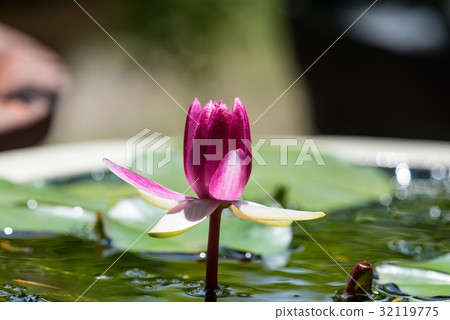 Water lilies flowering at the beginning Water lilies flowering at the beginning 32119775