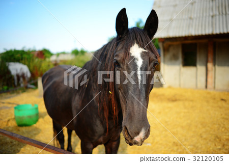 Funny closeup of a horse looking at the camera Funny closeup of a horse looking at the camera 32120105