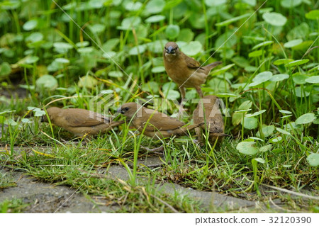 Spotted bird 32120390