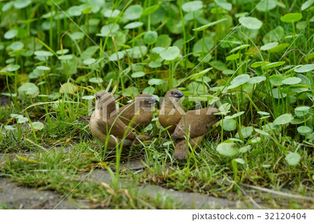 斑文鳥 斑文鳥 32120404