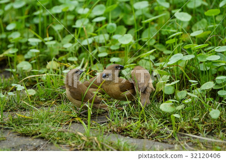 斑文鳥 32120406