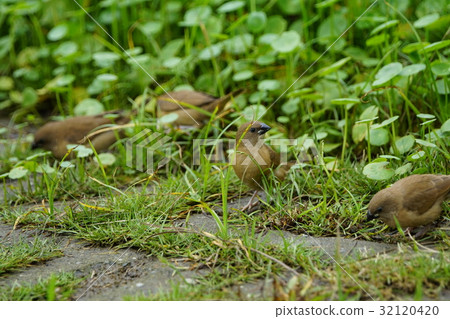 Spotted bird Spotted bird 32120420