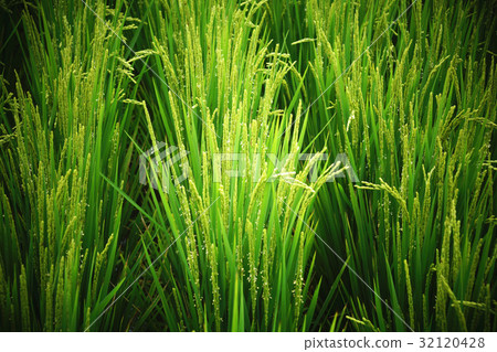 rice 32120428