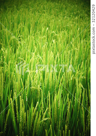rice 32120429