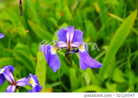 Ayamegawa's Ayame 32120547