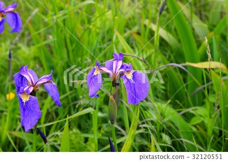 Ayamegawa's Ayame 32120551