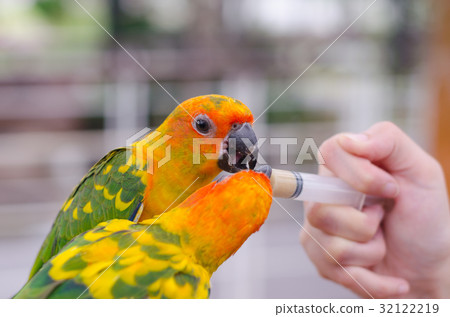 Women feeding birds through a syringe 32122219